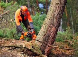 How Our Tree Care Process Works  in  University Of Pittsburgh Johnstown, PA
