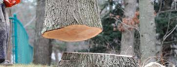 Best Tree Removal  in University Of Pittsburgh Johnstown, PA