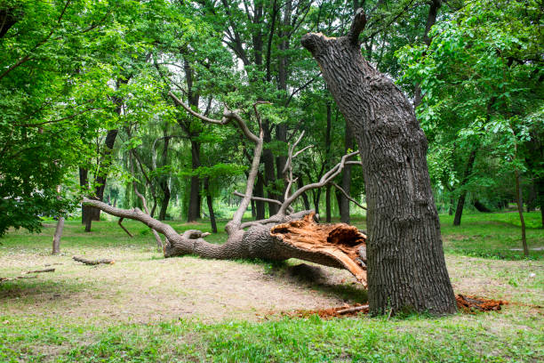 Best Tree Trimming and Pruning  in University Of Pittsburgh Johnstown, PA