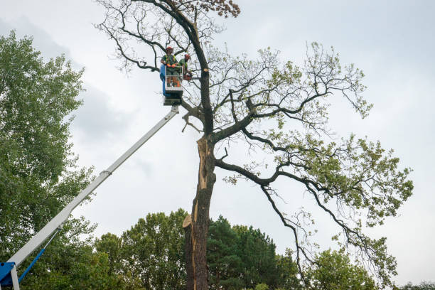 Best Tree Mulching  in University Of Pittsburgh Johnstown, PA