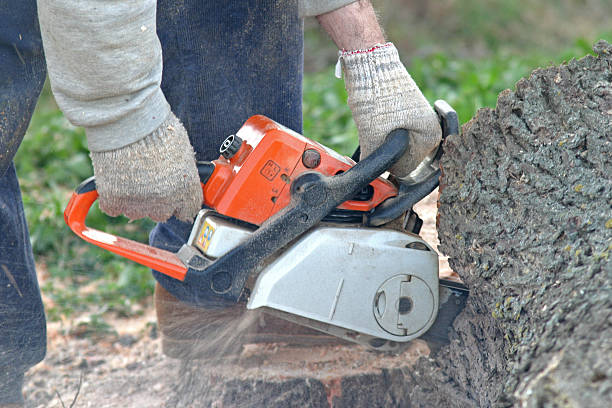 Best Arborist Consultation Services  in University Of Pittsburgh Johnstown, PA