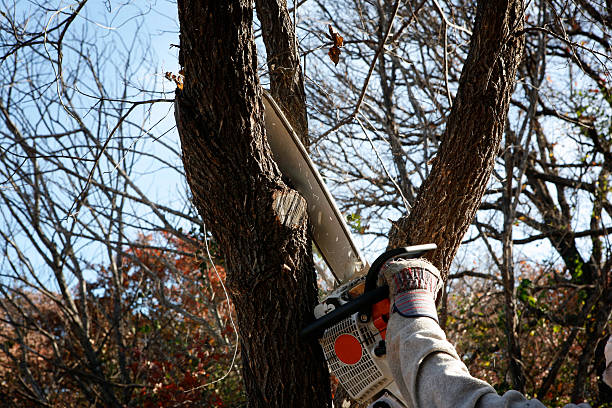 Best Lawn Renovation and Restoration  in University Of Pittsburgh Johnstown, PA