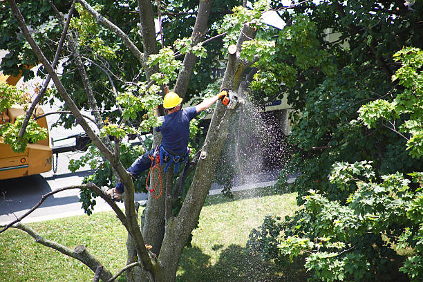 Best Tree Maintenance Programs  in University Of Pittsburgh Johnstown, PA
